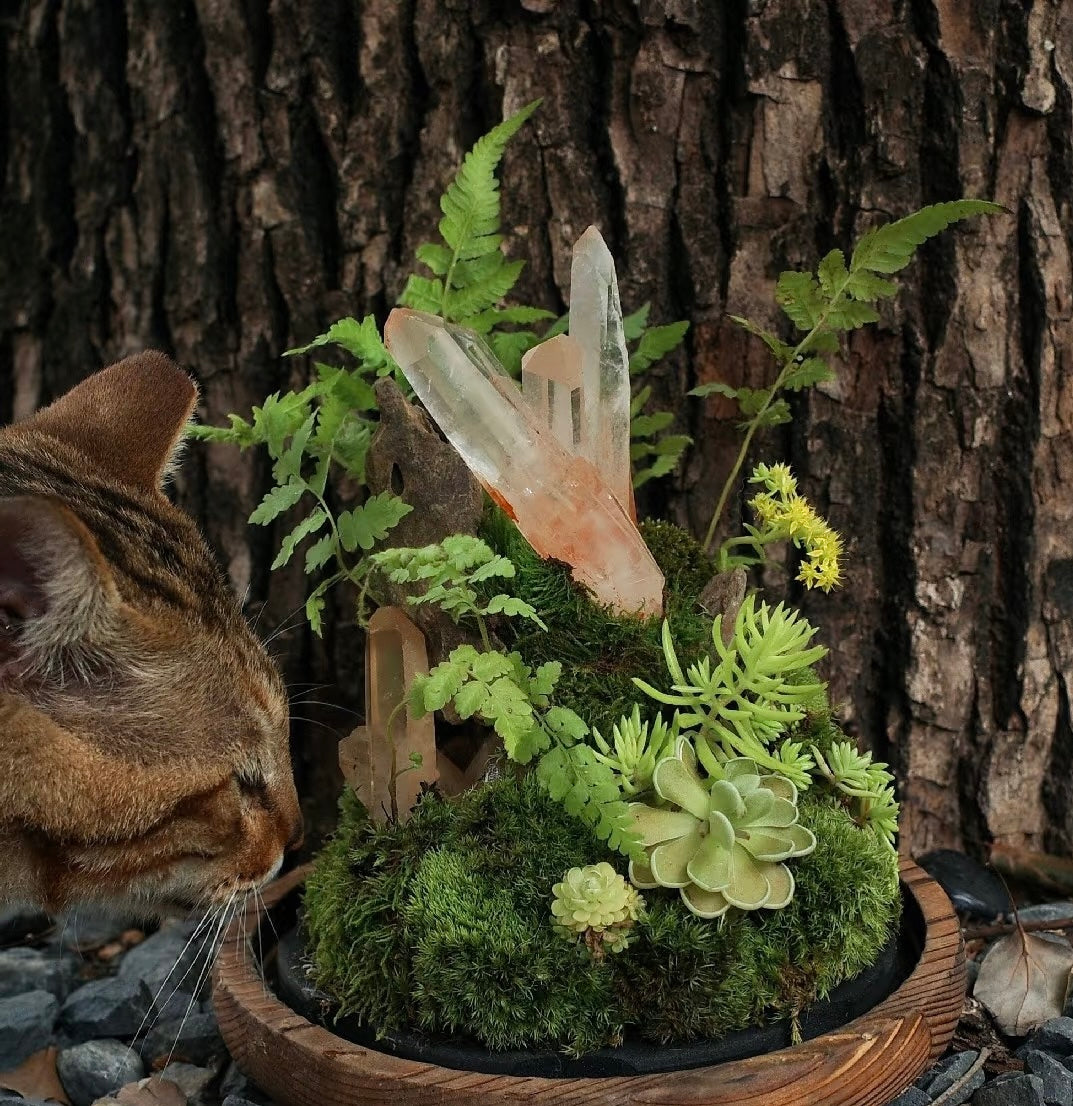 Forest Whisper Terrarium — DIY Kit